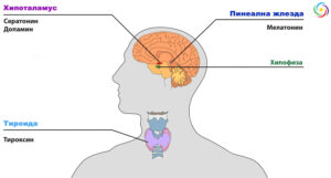 Endocrine_central_nervous_en.svg